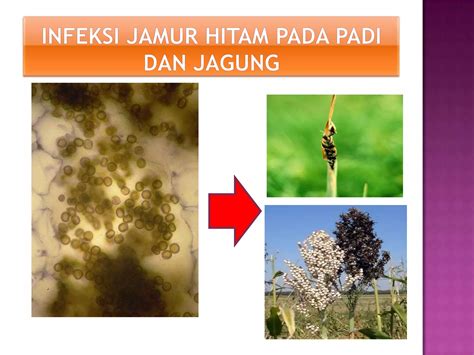 presentasi   penggolongan jamur  karakteristik penyakit