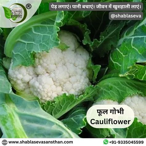 फूलगोभी का उपयोग फायदा एवं फूलगोभी की खेती Benefits Of Cauliflower