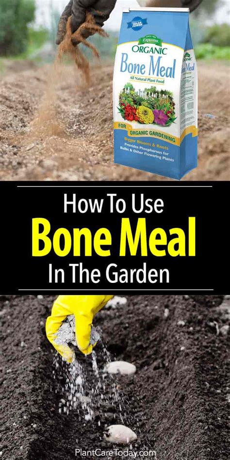 Bone Meal Fertilizer: How To Use Bonemeal In The Garden