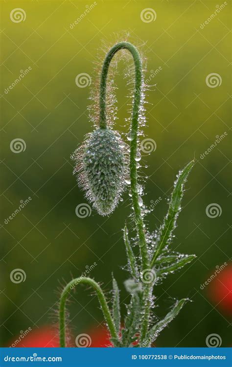close  flora flower plant stem picture image