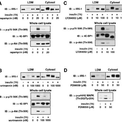 Effects Of Rapamycin The Pi 3 Kinase Inhibitors And The Mek Inhibitor