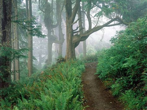 Nature Trees Fern Forest Fog Branches Branch Path Trail HD