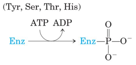 Enzyme Regulation Covalent Modification Flashcards Quizlet