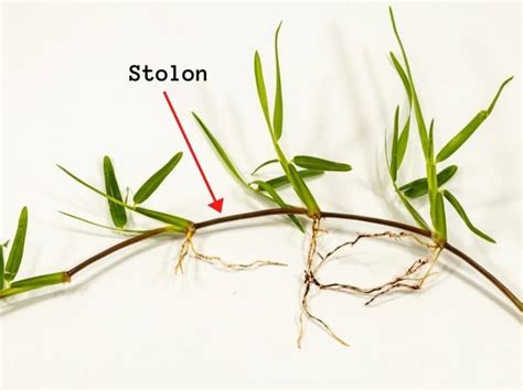 What Is Rhizome Grass And Stolon Grass With Examples Lawn Model