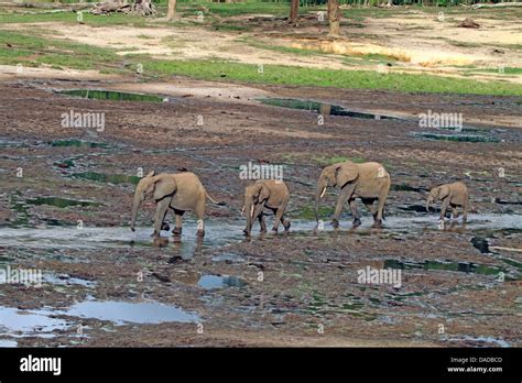 African forest elephant herd hi-res stock photography and images - Alamy