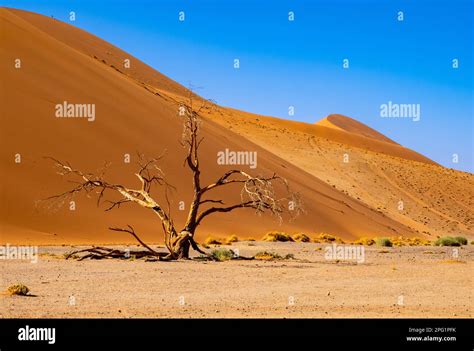 Sossusvlei Red Sand Dunes In Namibia Located In The Southern Part Of The Namib Desert Stock