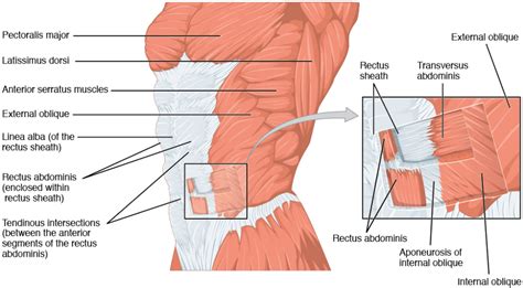 Master The Pallof Press Exercises Reef Recovery