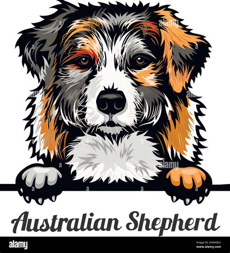 Australian Shepherd Color Peeking Dogs Breed Face Head Isolated On