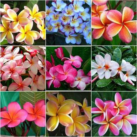 plumeria bloom colors  sophia shellshear blog