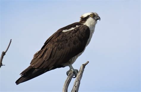 Osprey Bolsa Chica Chica Ecological Reserve Dave Telford Flickr