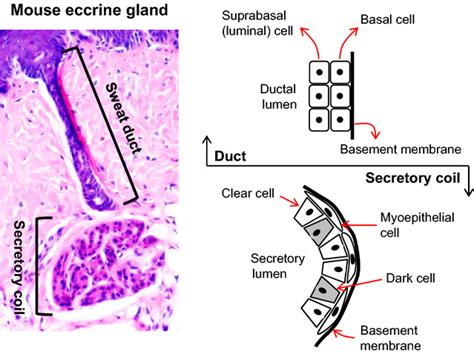 Eccrine Gland Histology