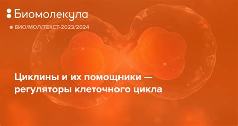 Циклины и их помощники — регуляторы клеточного цикла
