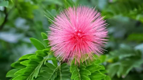 powder puff pink tree