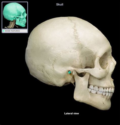 Axial Skeleton Bones And Markings Flashcards Quizlet