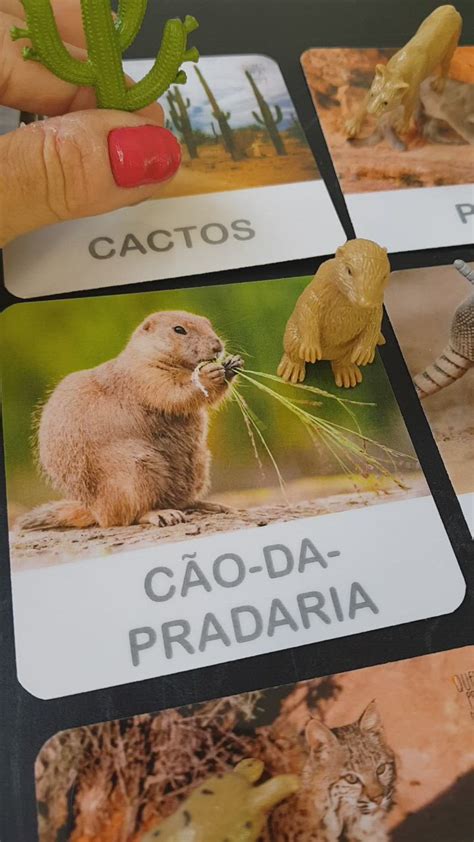 Tubo De Miniaturas Safari Ltd Animais Do Deserto E Flashcards Para