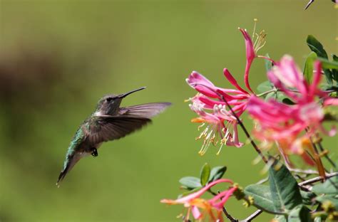 Hummingbirds in Arkansas 2025 - Rove.me