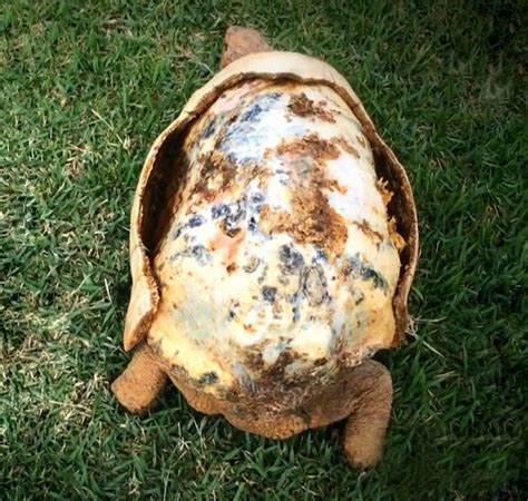 Injured Tortoise Receives Worlds First 3D Printed Shell Turtle