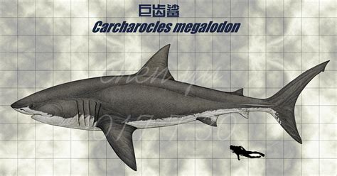 palaeos la historia de la vida en la tierra  mato al megalodon