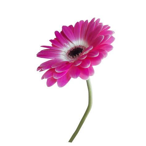 Pink Gerbera Flower 21454748 Png