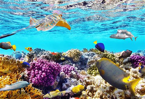 Great Barrier Reef Fish And Corals Photograph by World Art Collective - Pixels