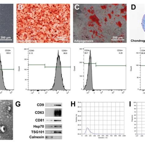 Characterization Of Adscs And Adsc Derived Biomimetic Nanovesicles Download Scientific