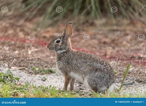 Marsh Rabbit Sylvilagus Palustris With Its Short Ears And Large Eyes