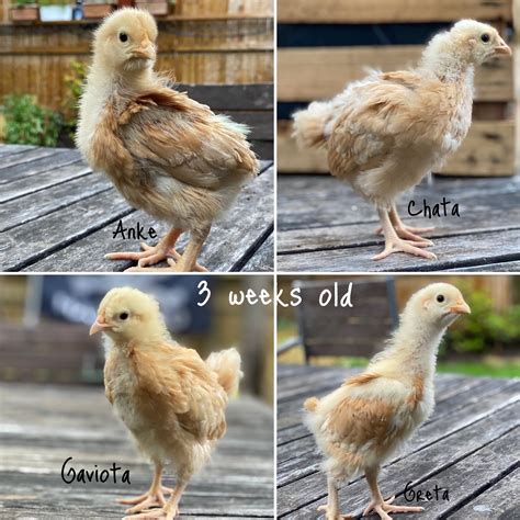 Help Sick Chick Backyard Chickens Learn How To Raise Chickens