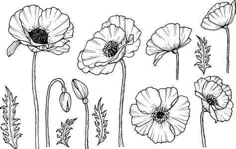 Premium Vector Hand Drawn Poppy Flower Poppy Drug Icon Isolated On