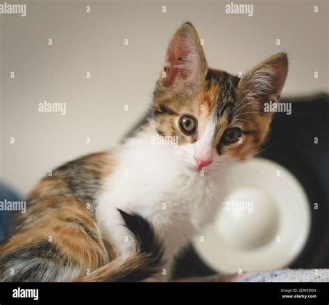 Cute Calico Tabby Kittens