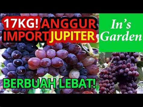 Kg Panen Anggur Import Anggur Jupiter Berbuah Lebat Kualitas