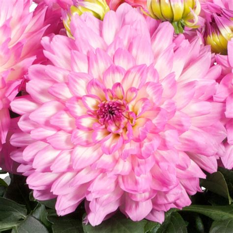 Dalina® Grande Salinas Dahlia Hybrid Proven Winners