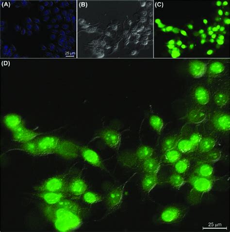 The Internalization Of Pegylated Fa Fitc Mnps In A549 And Mcf 7 Cells Download Scientific