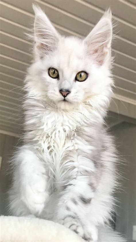 beautiful cat cat images     beautiful cat