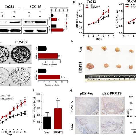 Prmt Promotes Proliferation Of Laryngeal Cancer Cells In Vitro And