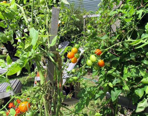 Cherry Tomato Pruning - Everything You Need To Know