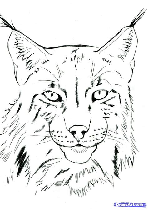 How To Draw A Realistic Lynx Step 11 Animal Drawings Pencil Drawings