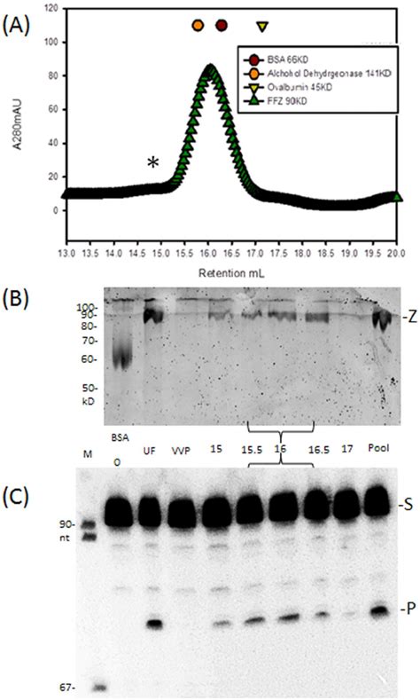 TRNase Z Purifies As A Monomer A Affinity Purified D Melanogaster