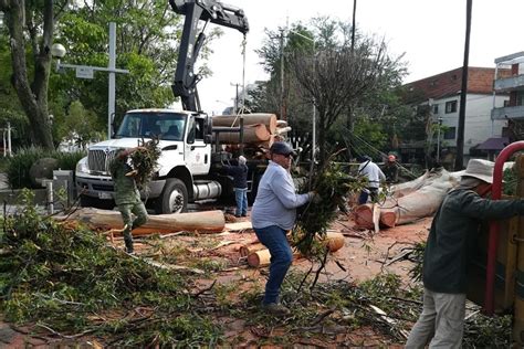 Retiran Rboles Ca Dos En Zapopan Y Guadalajara Ntr Guadalajara