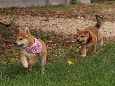 À vendre trois chiots femelles Shiba Inu rousses LOF Petite