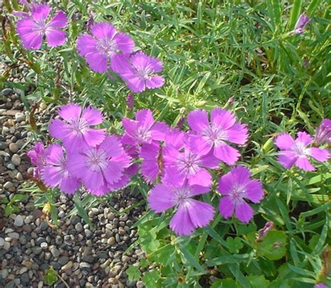 Dianthus chinensis | North American Rock Garden Society