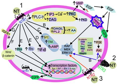 Ijms Free Full Text Neurotensin And Alcohol Use Disorders Towards