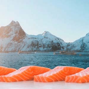 Aquakulturen In Norwegen PLOTZ Lachs Matjes