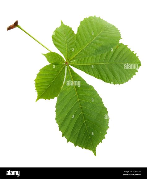 Green Leaf Isolated On White Stock Photo Alamy