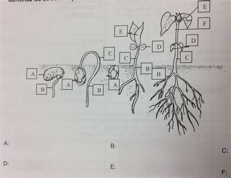 diagramme de germination des graines - Observer