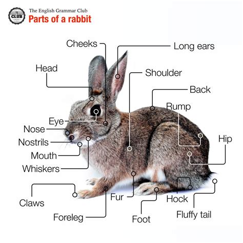 Parts Of A Rabbit Grammar Tips Rabbit Grammar Tips Rabbit Facts