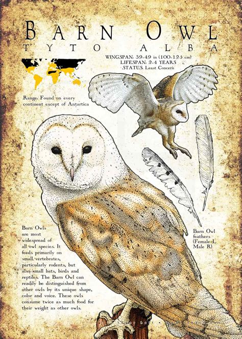 Barn Owl Poster Print / Infographic