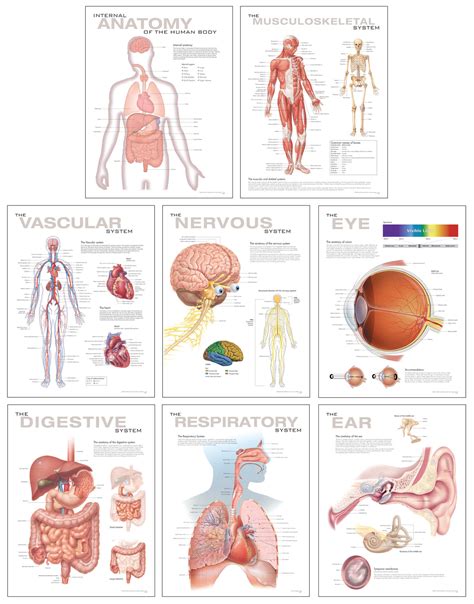 College Anatomy Diagrams Printable | Anatomy Worksheets