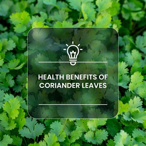 Health Benefits Of Coriander Leaves Homeremediesinfo