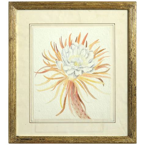 Late 19th Century Botanical Watercolor For Sale At 1stDibs