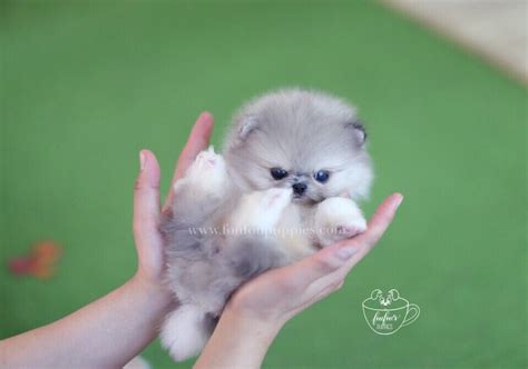 Miniature pomeranian or teacup pomeranian puppy – Artofit